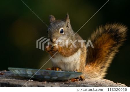 Little American red squirrel is sitting on the stump and eating peanuts from the feeder in the garden in summer. 118320036