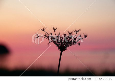 Beautiful silhouette of dry flower of wild carrot (or Queen Ann's lace) umbrella in pink light 118320049