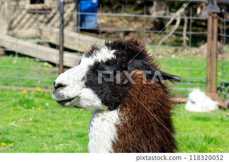 Portrait of black and white alpaca standing near the fence at the petting zoo farm in a sunny summer day, green grass on the background. 118320052
