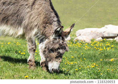 Cute fluffy gray donkey is grazing on the green grass of the farm in summer sunny hot day. 118320053