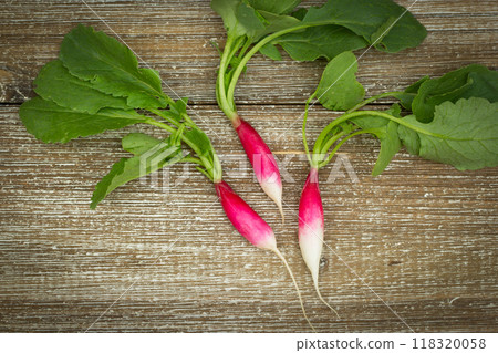 Top view to three long radishes (French breakfast variety) with green leaves laying on the center of brown wooden table. 118320058