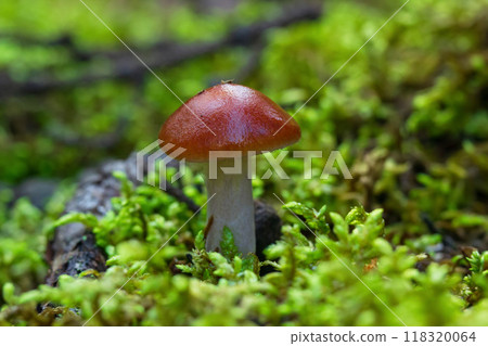 Orange webcap or Slimy cortinarius mushroom is growing in green moss between sticks in the wild woodland. 118320064