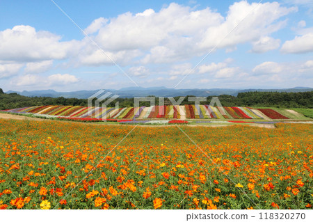 秋天的藍天和花園風景 秋天的藍天和花園風景 118320270