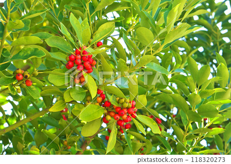 紅冬青莓(秋季、九月) 紅冬青莓(秋季、九月) 118320273