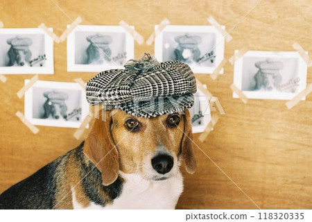 Beagle wearing a checkered cap 4 118320335