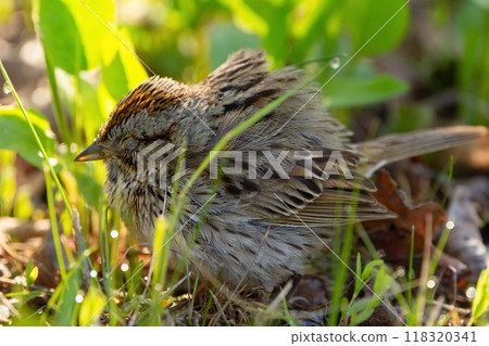 One little Lincoln's sparrow with closed eyes sleeping in the green grass in cold autumn morning. One little Lincoln's sparrow with closed eyes sleeping in the green grass in cold autumn morning. 118320341