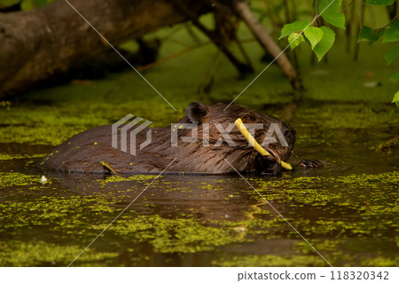Beaver in the water of the lake is chewing a twig among dense foliage and aquatic plants in summer day. Beaver in the water of the lake is chewing a twig among dense foliage and aquatic plants in summer day. 118320342