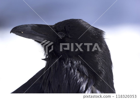 Portrait of a gorgeous black common raven in winter white and blue snowy background. 118320353