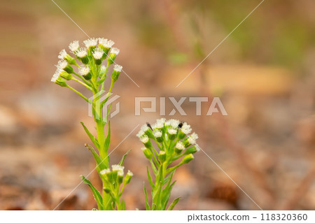 Arctic sweet coltsfoot or Arctic butterbur native to Northern hemisphere is blooming in the wild in early spring with white flowers. 118320360