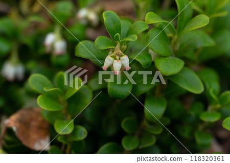 Little tender white and pink flowers of bearberry with evergreen foliage on the creeping shrub growing in the wild in spring. Little tender white and pink flowers of bearberry with evergreen foliage on the creeping shrub growing in the wild in spring. 118320361