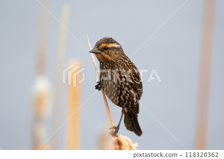 Female Red-winged blackbird is sitting on the reed near her nest during nesting season in spring at the lake. Female Red-winged blackbird is sitting on the reed near her nest during nesting season in spring at the lake. 118320362