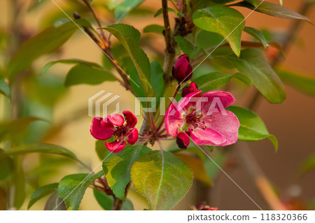Tender branch with pink bloom of young crabapple tree with green foliage in early spring. Tender branch with pink bloom of young crabapple tree with green foliage in early spring. 118320366