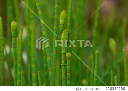 Bright green Equisetum or horsetail stems are growing in wild in spring in the wetland of the meadow. Bright green Equisetum or horsetail stems are growing in wild in spring in the wetland of the meadow. 118320368