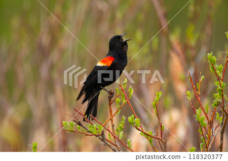 Red-winged blackbird is sitting on the branch and singing a song in the nesting season in early spring near the lake. 118320377