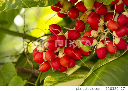 Adonidia merrillii or the Manila palm breight red ripe fruit on the branch and green foliage on the background. Adonidia merrillii or the Manila palm breight red ripe fruit on the branch and green foliage on the background. 118320427