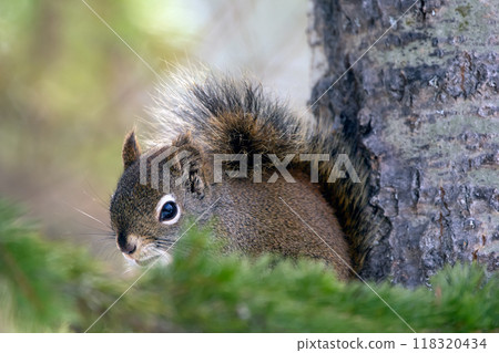 American red squirrel is sitting on the spruce tree and hiding behind the branch in spring, photo with bokeh. 118320434