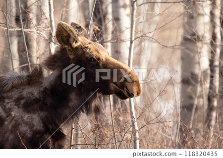 Female moose molts in spring with patchy fur on the neck in the forest. Female moose molts in spring with patchy fur on the neck in the forest. 118320435