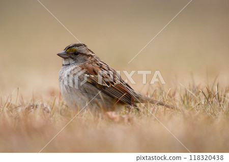 Close-up of White-throated sparrow foraging on the ground in dry yellow grass in spring. Close-up of White-throated sparrow foraging on the ground in dry yellow grass in spring. 118320438