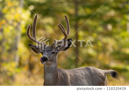 Portrait of male Mule deer with velvet antlers in the forest with yellow trees during hunting season in fall. 118320439