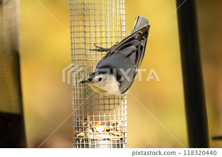 White-breasted nuthatch is hanging on a feeder with seeds and eating in the backyard in autumn, yellow foliage of the wood in the background. White-breasted nuthatch is hanging on a feeder with seeds and eating in the backyard in autumn, yellow foliage of the wood in the background. 118320440