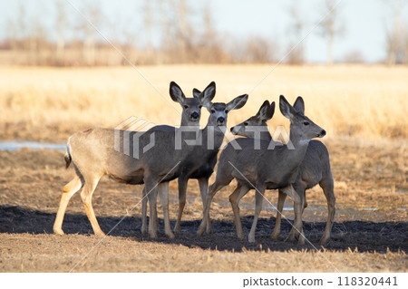 Group of young Mule deers on the agricultural field with puddles in early spring, bald trees and yellow grass. Group of young Mule deers on the agricultural field with puddles in early spring, bald trees and yellow grass. 118320441