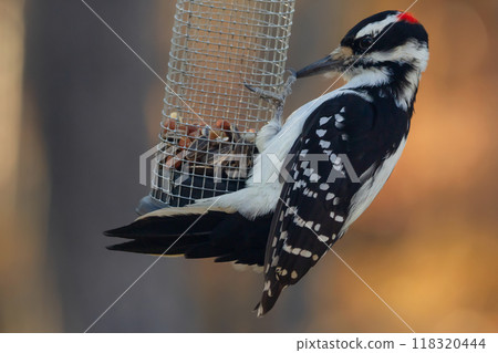 Adult male Hairy woodpecker with red stripes is hanging on the feeder with seeds and peanuts in the back yard in the autumn, orange background. 118320444