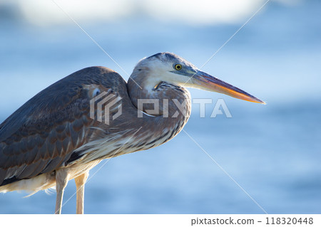 Great blue heron is standing on the rock in the ocean coastline and fishing in a sunny day, blue sea and waves on the background. Great blue heron is standing on the rock in the ocean coastline and fishing in a sunny day, blue sea and waves on the background. 118320448