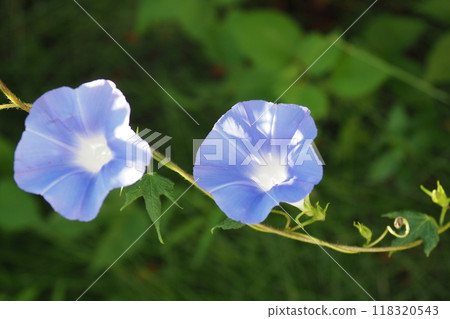 兩朵藍色牽牛花花 118320543