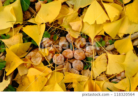 Fallen leaves and ginkgo trees at the Kyoto Imperial Palace in autumn Fallen leaves and ginkgo trees at the Kyoto Imperial Palace in autumn 118320564