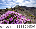 Takachiho Peak where Miyamakirishi flowers bloom 118320606