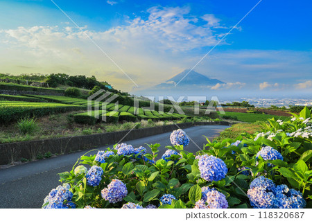 [Shizuoka Prefecture] Mt. Fuji and tea fields with hydrangeas 118320687