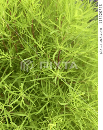 竹草 118320728