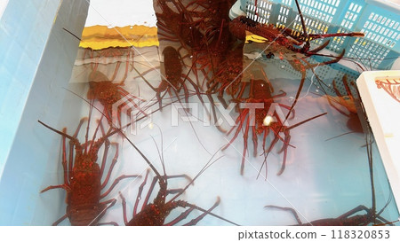 Lobster tank at the seafood market 118320853