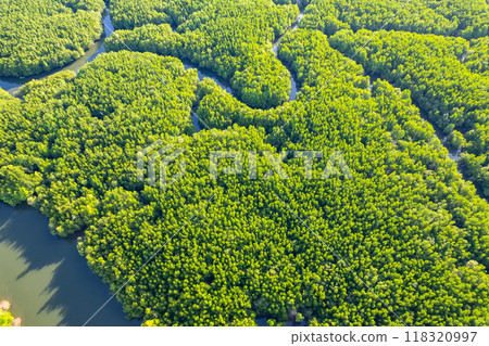 Amazing abundant mangrove forest, Aerial view of forest trees Rainforest ecosystem and healthy environment background, Texture of green trees forest top down, High angle view Amazing abundant mangrove forest, Aerial view of forest trees Rainforest ecosystem and healthy environment background, Texture of green trees forest top down, High angle view 118320997