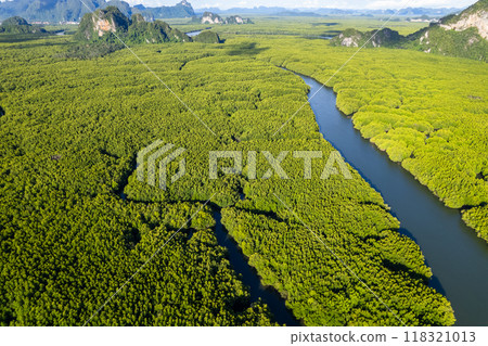 Amazing abundant mangrove forest, Aerial view of forest trees Rainforest ecosystem and healthy environment background, Texture of green trees forest top down, High angle view Amazing abundant mangrove forest, Aerial view of forest trees Rainforest ecosystem and healthy environment background, Texture of green trees forest top down, High angle view 118321013
