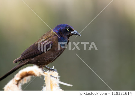 Common grackle is sitting on a yellow reed at the pond in spring. Common grackle is sitting on a yellow reed at the pond in spring. 118321614