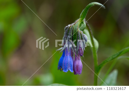 Blue and pink flowers of Northern bluebells are growing in the woods. 118321617