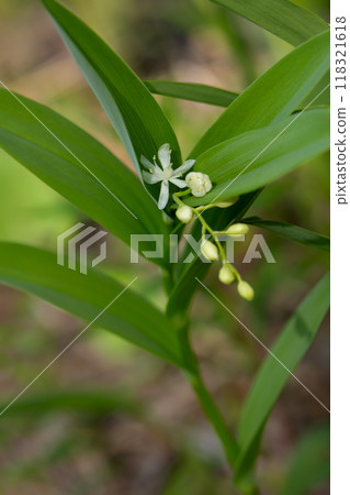 False Solomon's seal with green foliage is growing in the woods. False Solomon's seal with green foliage is growing in the woods. 118321618