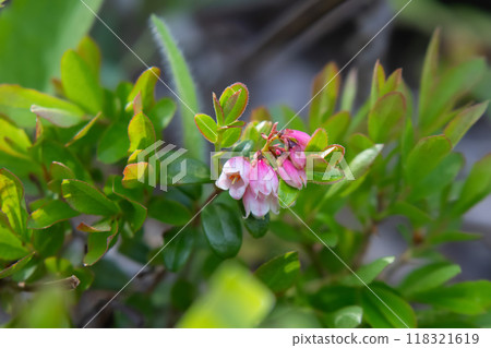 Pink flowers of Bearberry shrub with green leaves in the forest. Pink flowers of Bearberry shrub with green leaves in the forest. 118321619