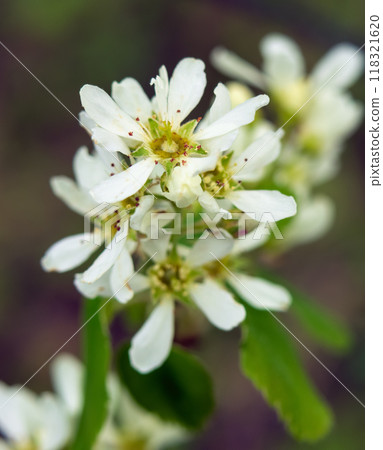 White bloom with green leaves of saskatoon berry bush. 118321620