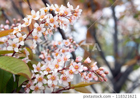 Clusters of pink bird cherry blossom in the spring park. 118321621