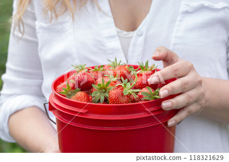 Female agricultural worker is holding a bucket with picked strawberries. 118321629