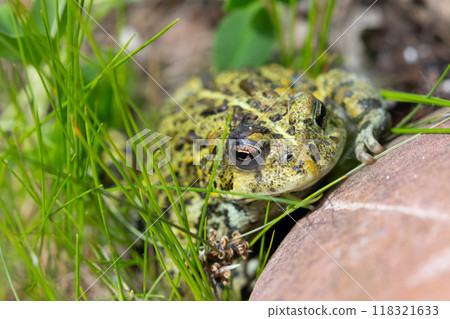 Boreal toad is sitting in grass at the rock in the summer garden. 118321633