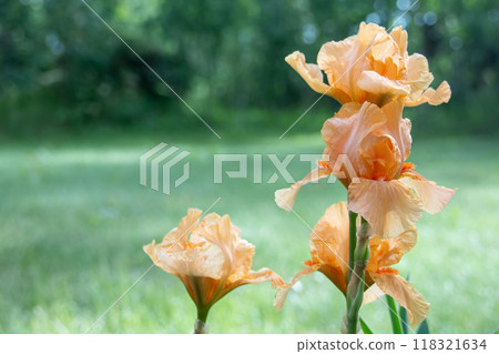 Bunch of orange irises blooming in the green summer garden. 118321634