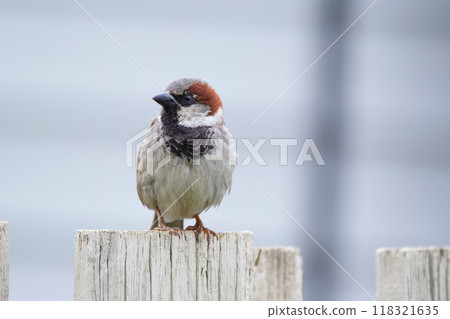 Male house sparrow is sitting on a pole of the wooden fence. 118321635