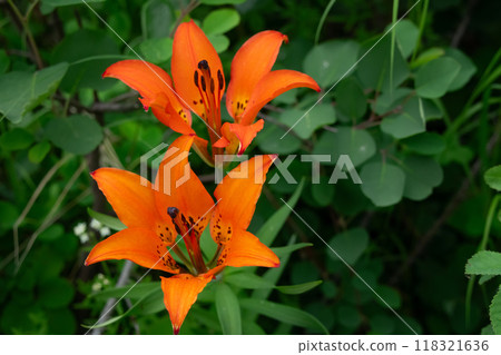 Orange flowers of Wood lily are growing in the summer forest. Orange flowers of Wood lily are growing in the summer forest. 118321636