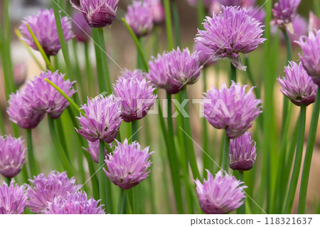 Lilac flowers of Chives are growing in the herbal garden in summer. Lilac flowers of Chives are growing in the herbal garden in summer. 118321637