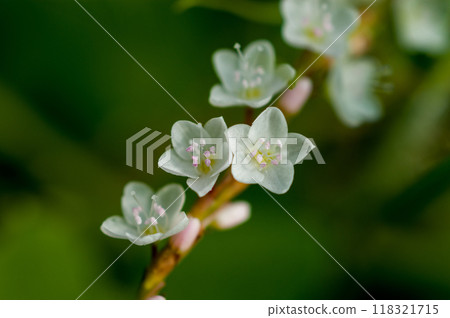 信濃川安良木堤上的白花櫻花館 118321715
