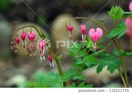 Pink blossom of Bleeding heart in a spring shade garden. 118321750