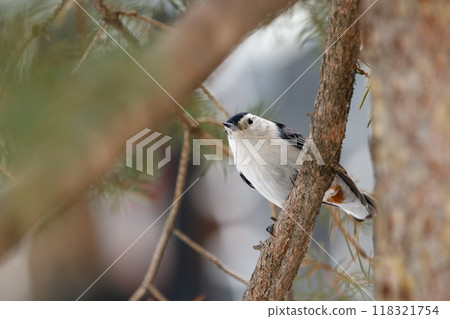 White-breasted nuthatch is perched on a spruce tree in winter park. White-breasted nuthatch is perched on a spruce tree in winter park. 118321754
